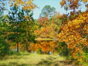 autumn_reflections_bartram
