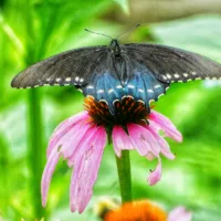 blue_butterfly_pink_flower