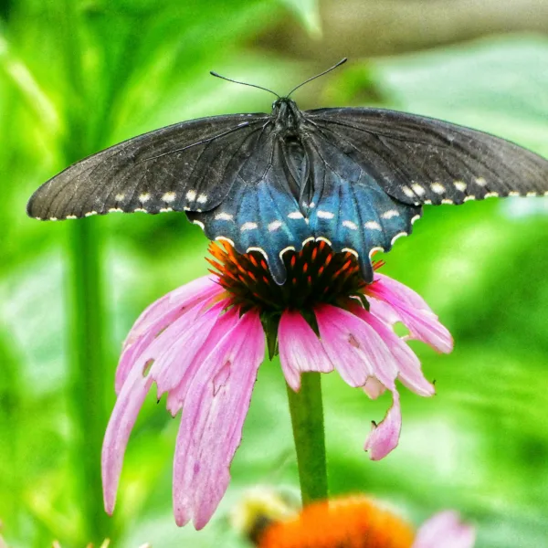 Blue Butterfly Pink Flower