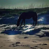 cumberland_dark_horse