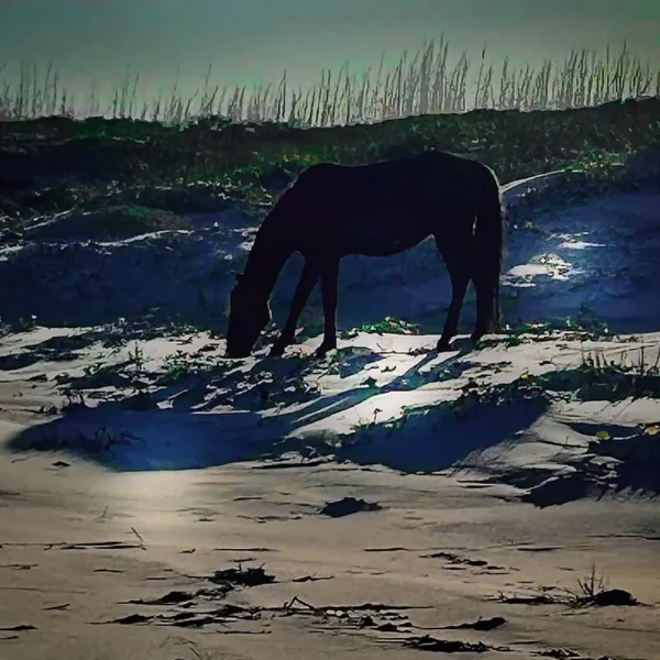 Cumberland Dark Horse