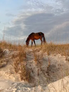 cumberland_horse_on_dune