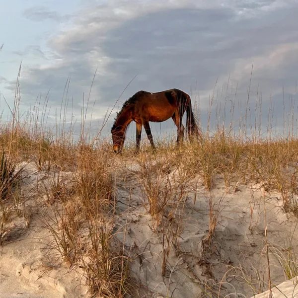 Cumberland Horse on Dune