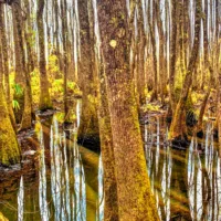 cypress_tree_reflections