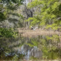 egret_in_everglade