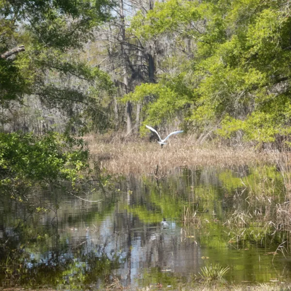 Egret in Everglade