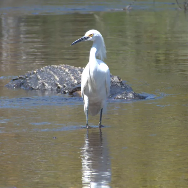 Egret Stalked by Gator