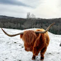 fannie_highlander_in_color