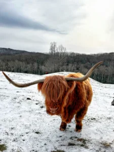 fannie_highlander_in_color