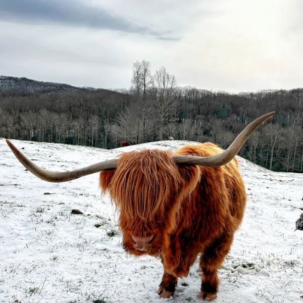 Fannie Highlander in Color