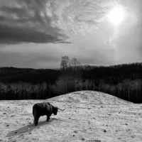 fannie_highlander_sunset