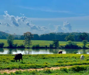 green_pasture_cows_pond