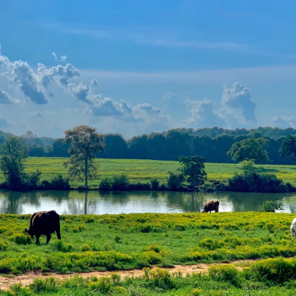 Green Pasture Cows Pond