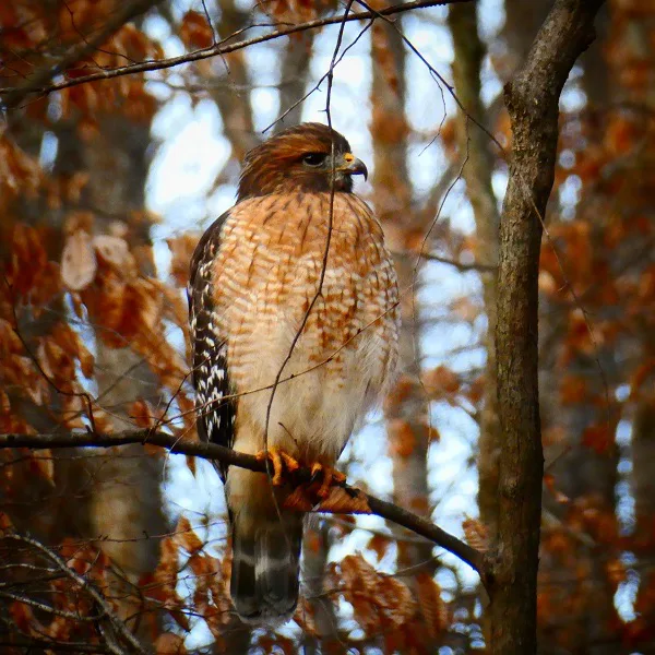 Hawk Autumn