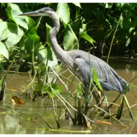 heron_facing_left_stalking
