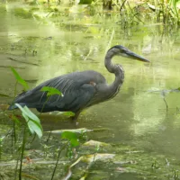 heron_in_sparkling_water