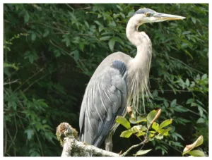 heron_majestic_pose_proud