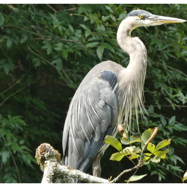 Heron Majestic Pose Proud