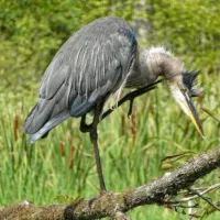 heron_ruffled_feathers