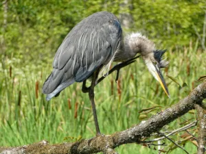 heron_ruffled_feathers