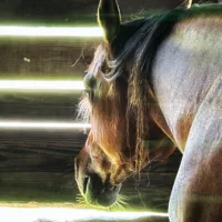horse_marley_barn