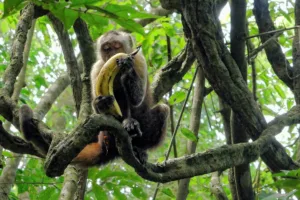 monkey_eyes_closed