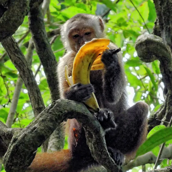 Monkey Peeling Banana