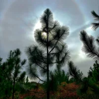 pine_tree_halo