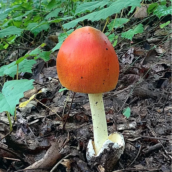 Red Cap Mushroom