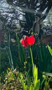 red_tulip_in_sun
