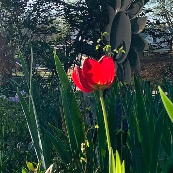 Red Tulip in Sun