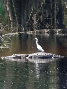ride_or_die_gator