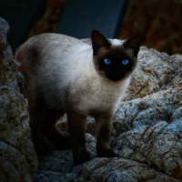 siamese_cat_sea_face