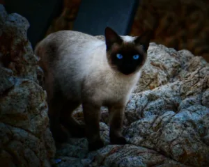 siamese_cat_sea_face