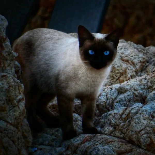 Siamese Cat Sea Face