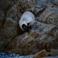 siamese_cat_sea_looking_down