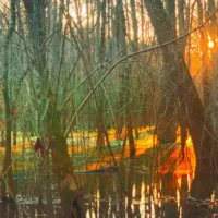 sun_set_through_trees_water