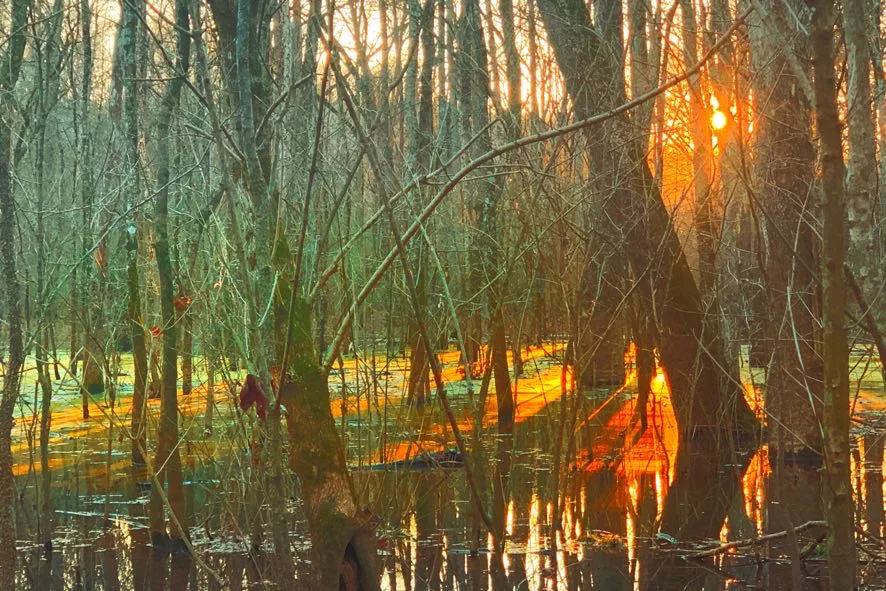 Sun Set Through Trees Water