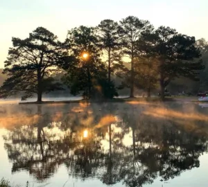 trees_reflected_golden_hour