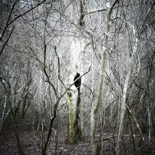 White Tree in Winter
