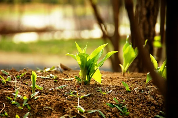 Fragile food supply systems, bioregionalism, and planting the Three Sisters: Pt 2